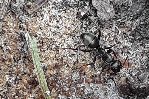 Réf. 327 895 : Formica fusca